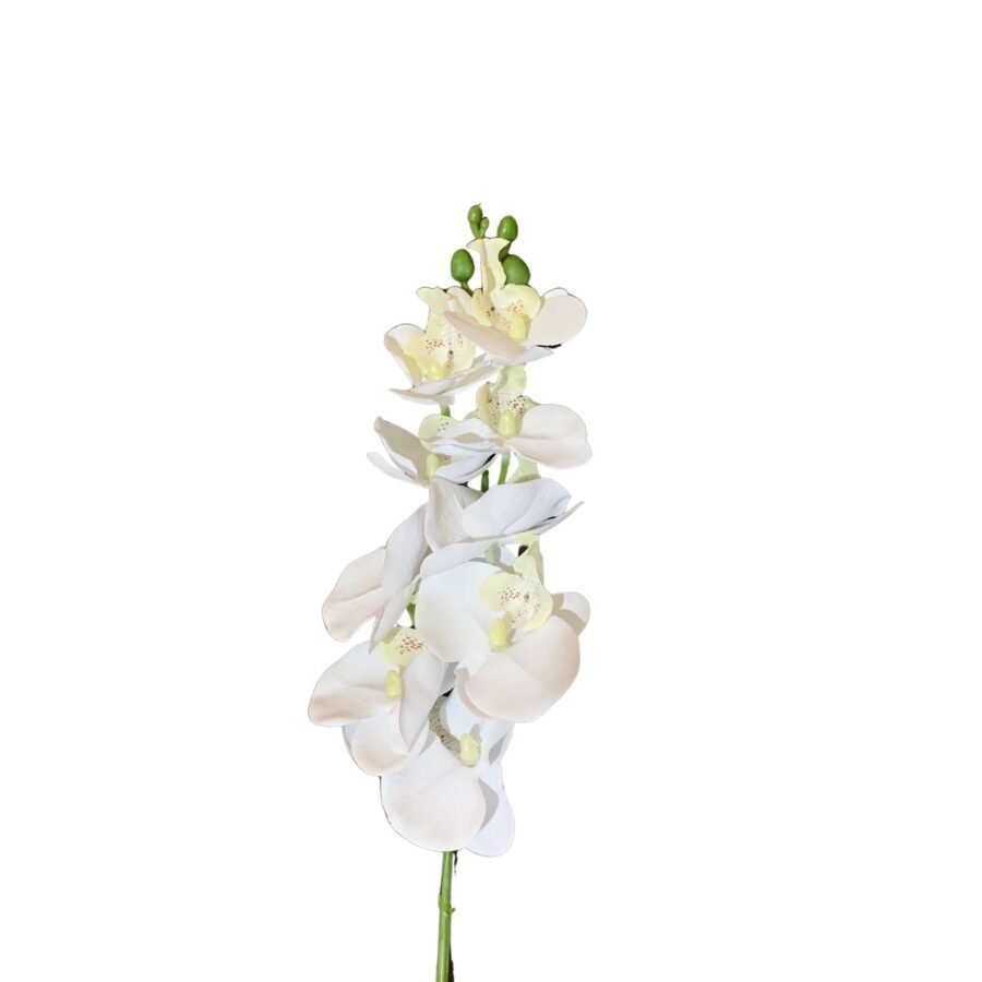 A Mini Orquídea Branca é uma planta compacta, com flores pequenas e elegantes de um branco puro. Suas pétalas arredondadas contrastam com as folhas verdes escuras e brilhantes. Ideal para ambientes internos, requer cuidados com umidade e luz indireta, e pode florescer várias vezes ao ano, trazendo beleza e sofisticação ao espaço.