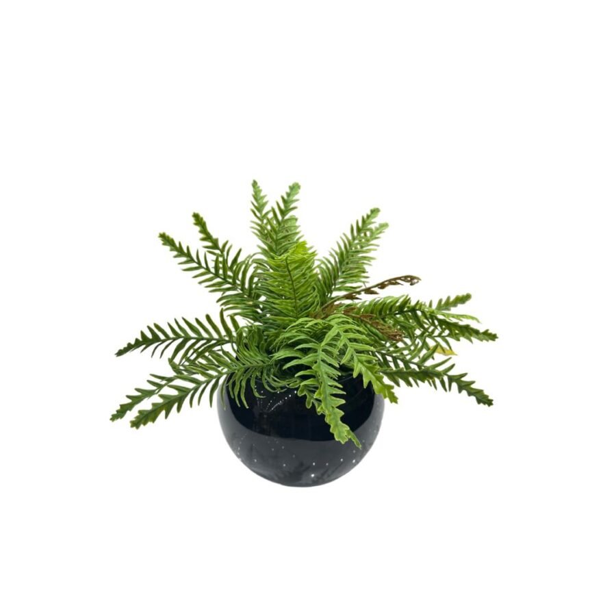 Arranjo De Samambaia vaso Preto P